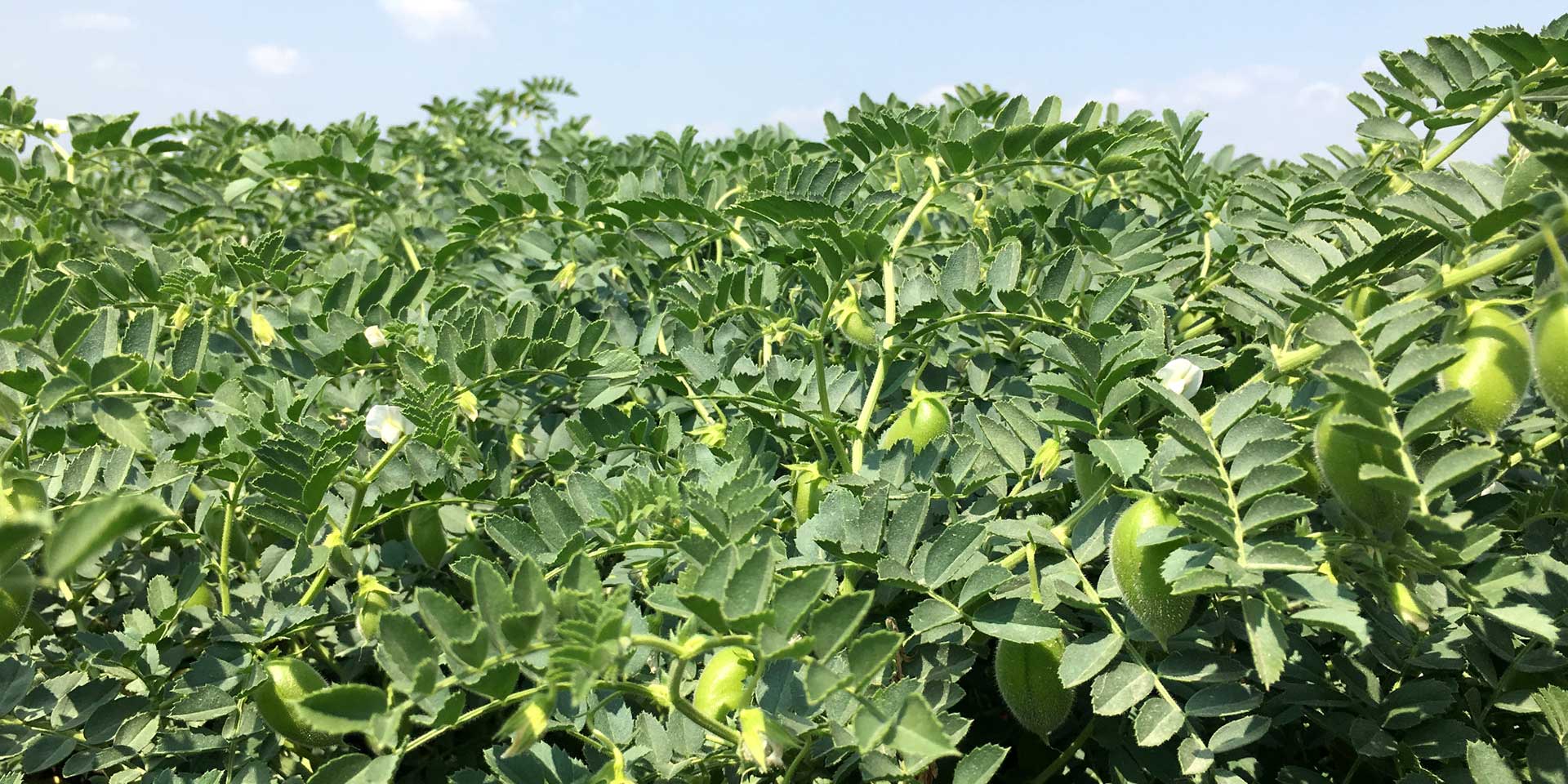 Chickpea inoculants AGTIV