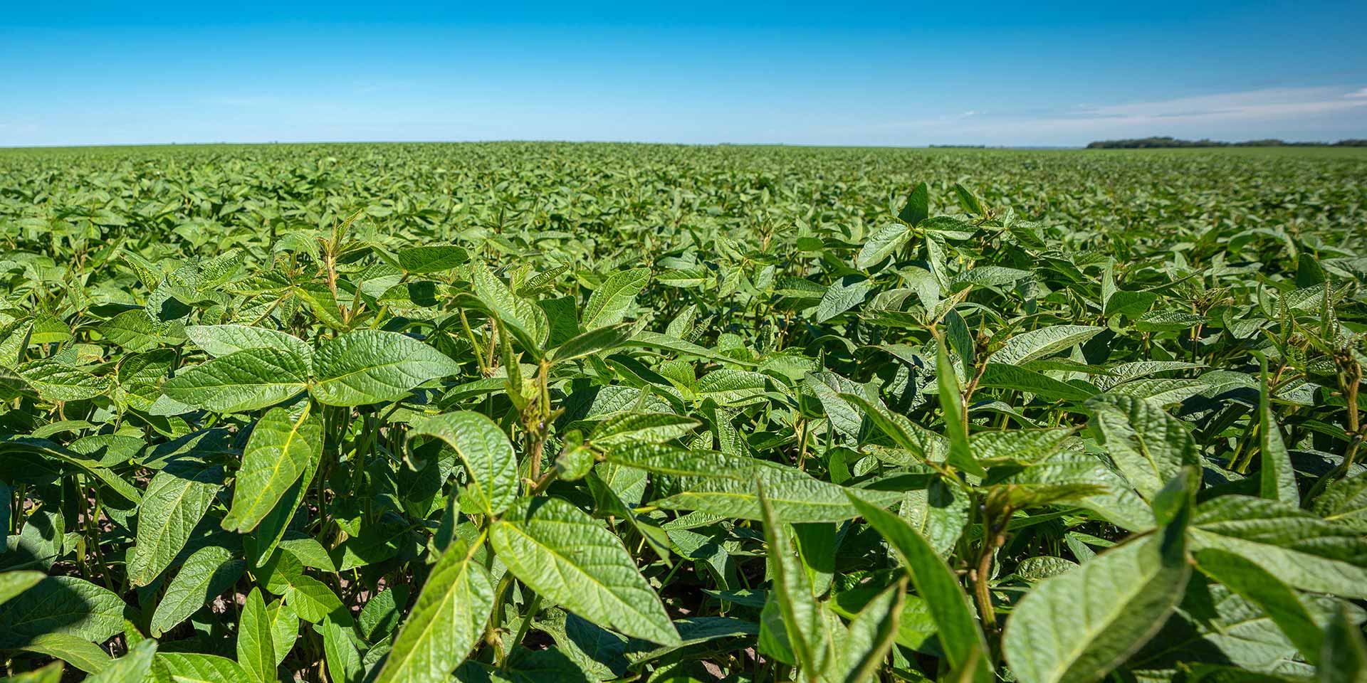 Soybean inoculants AGTIV