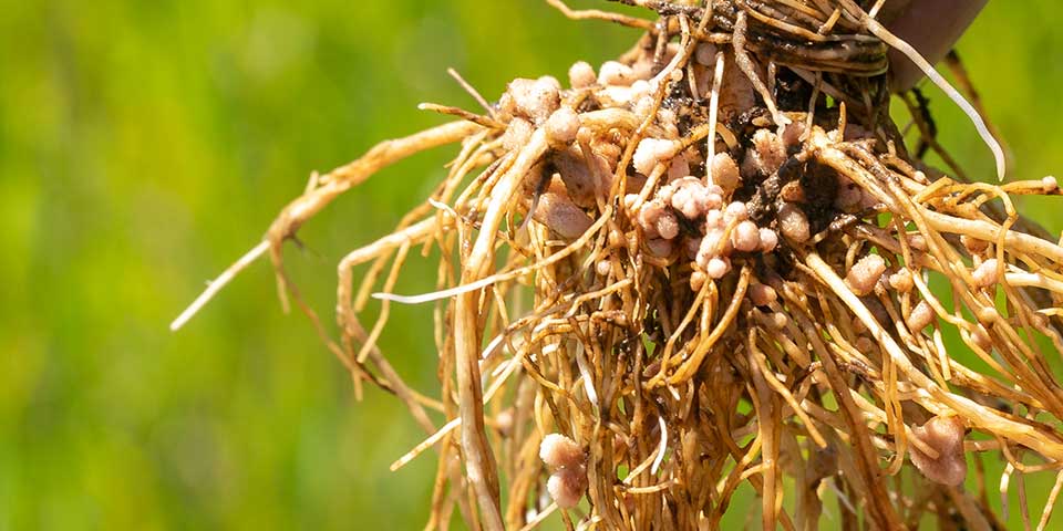 Roots colonized with AGTIV rhizobium inoculant