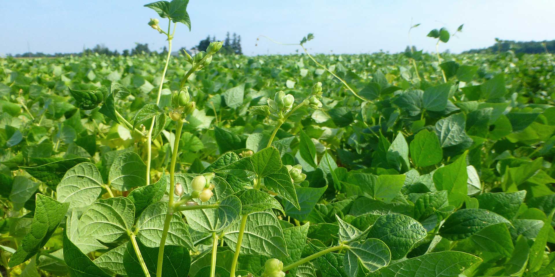 Dry bean inoculants AGTIV