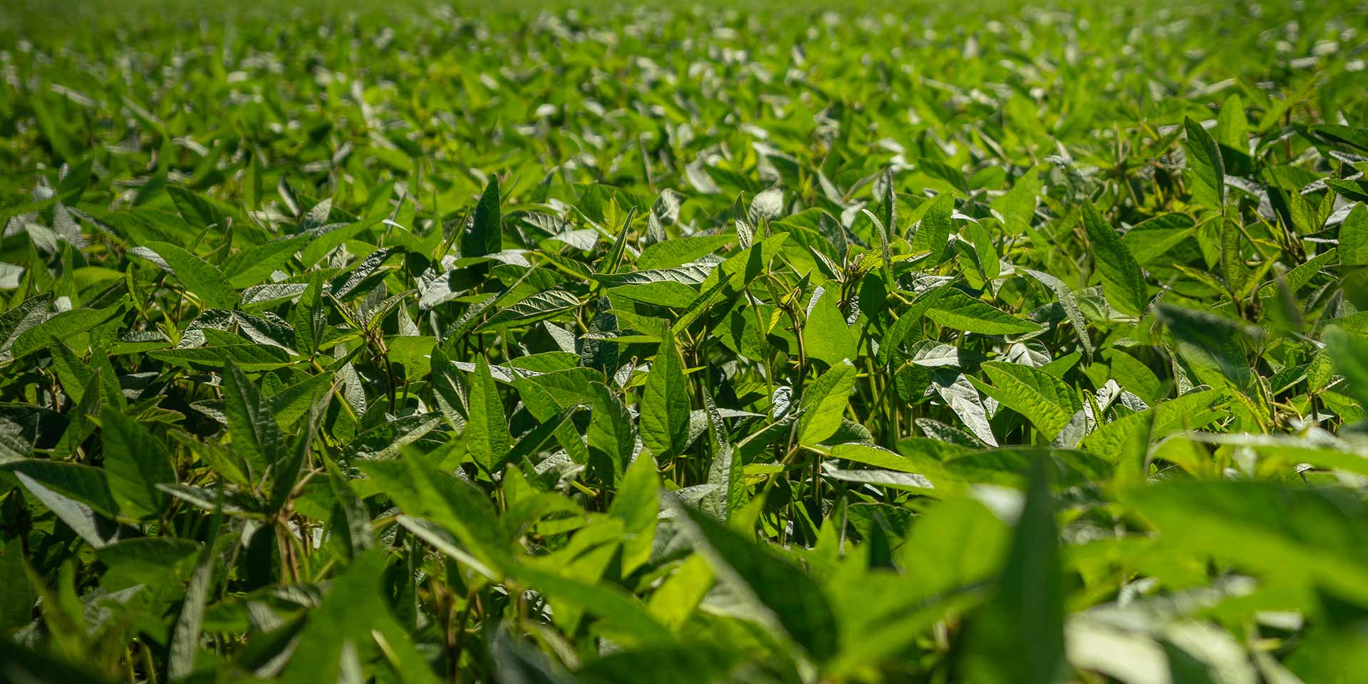 Soybean inoculants AGTIV