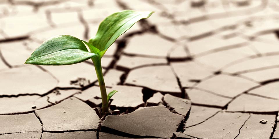 Mycorrhizae and plant drought resistance
