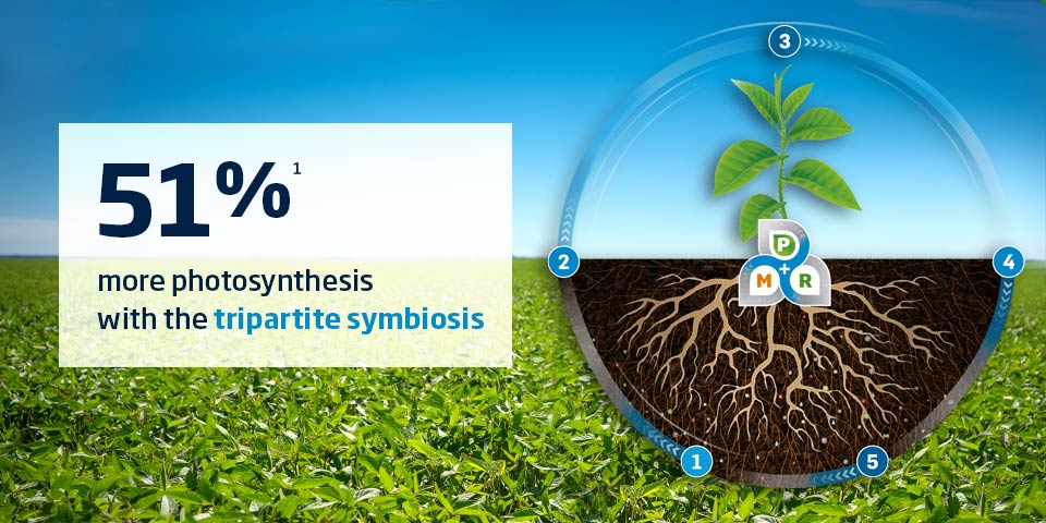 Tripartite symbiosis to improve crop productivity