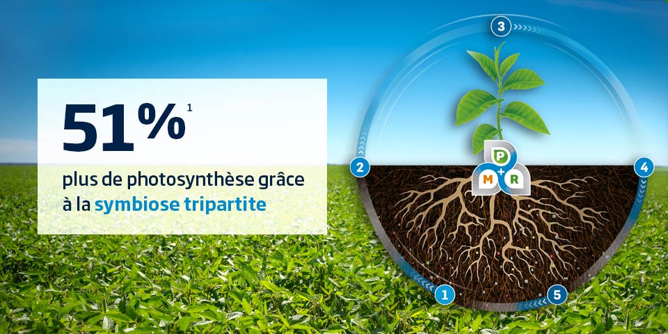 Symbiose tripartite = meilleurs rendements