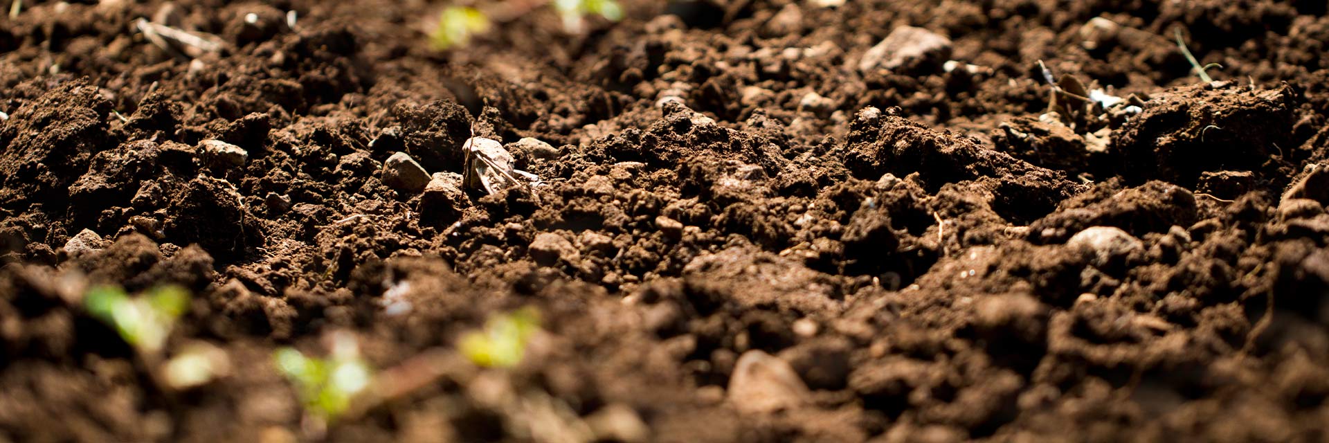 Mycorrhizae for better soil structure