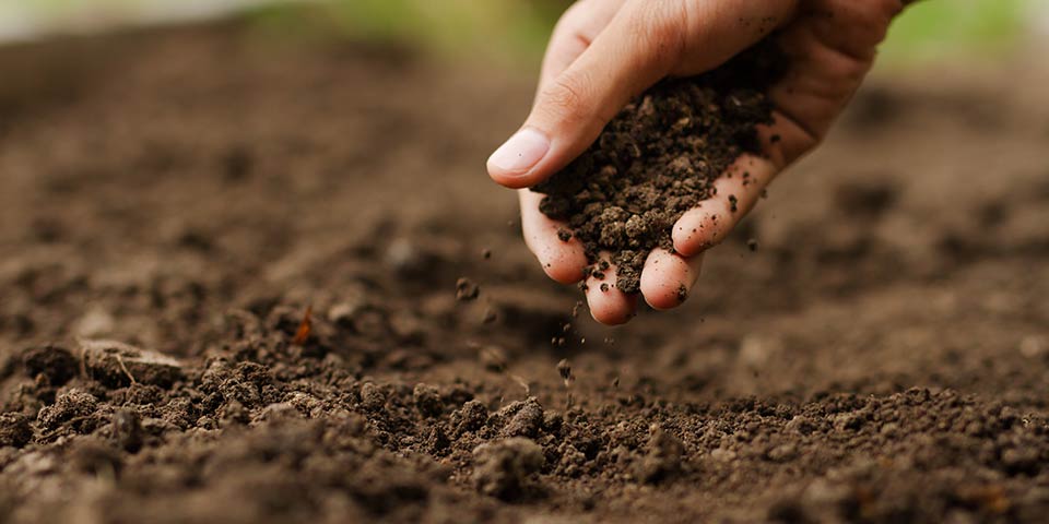 Mycorrhizae for better soil structure