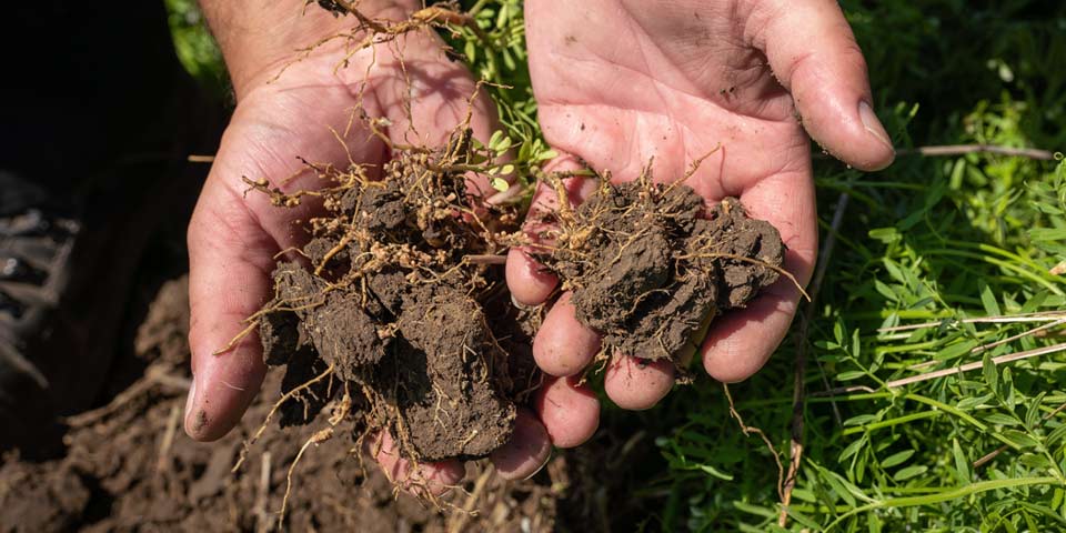 Mycorrhizae to stimulate soil’s biology