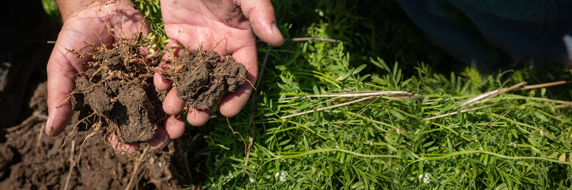 Mycorrhizae to stimulate soil’s biology