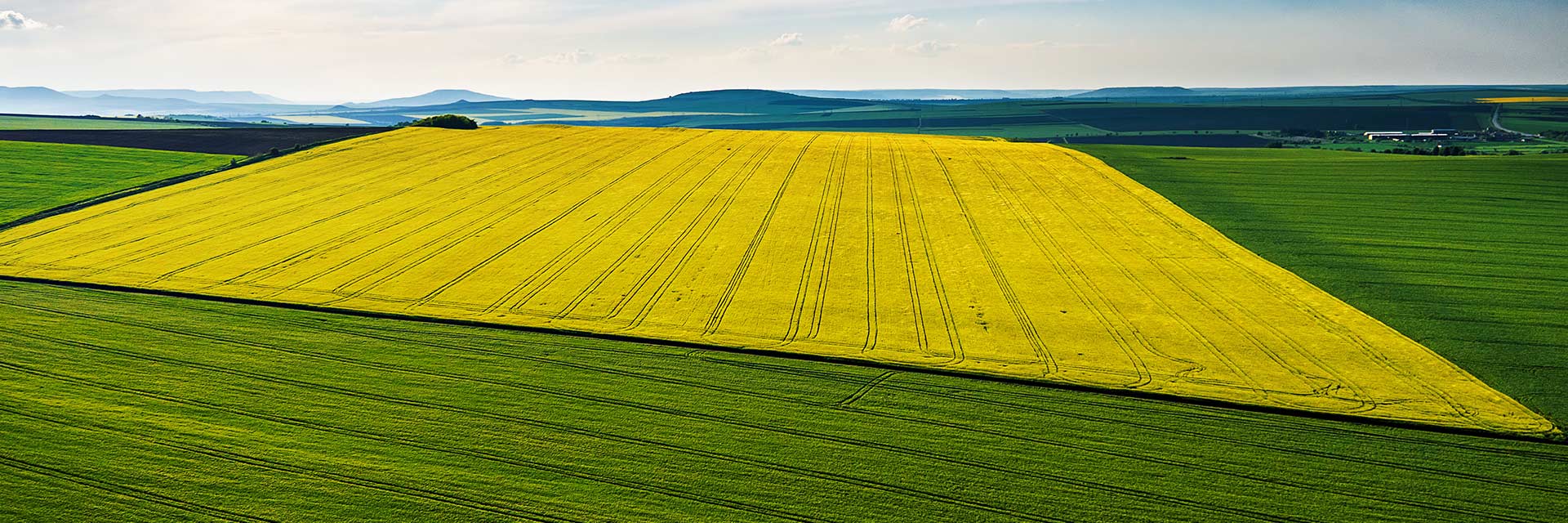 Mycorrhizae in crop rotation