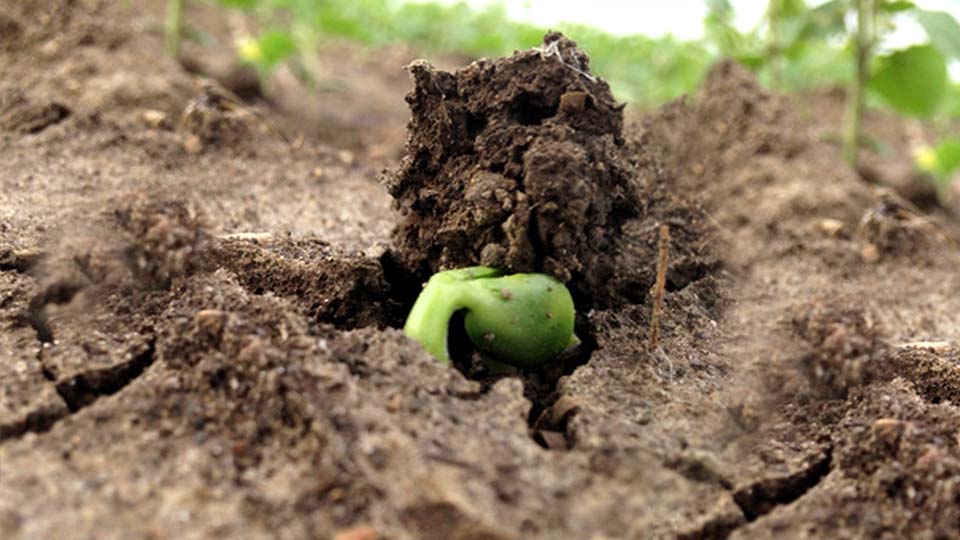 AGTIV crop rotation inoculants