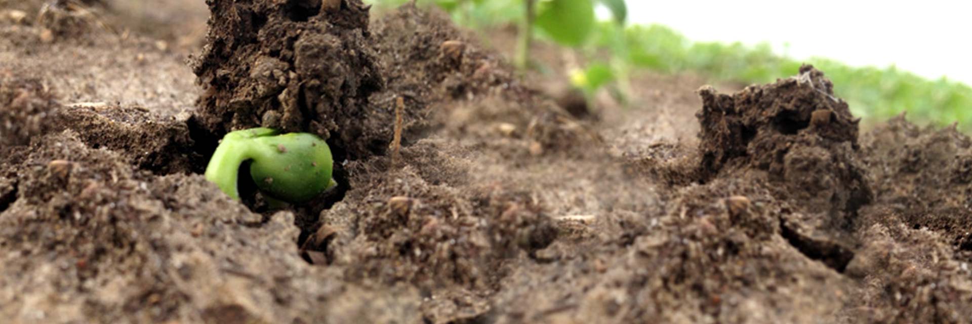 AGTIV crop rotation inoculants