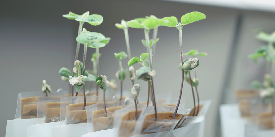 Making high-quality inoculants