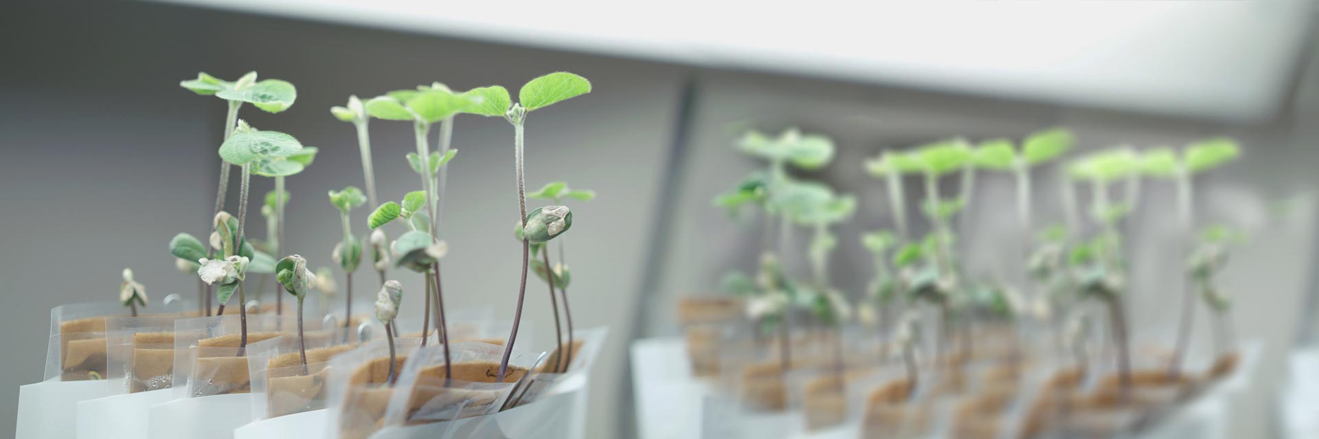 Manufacturier d'inoculants de haute qualité