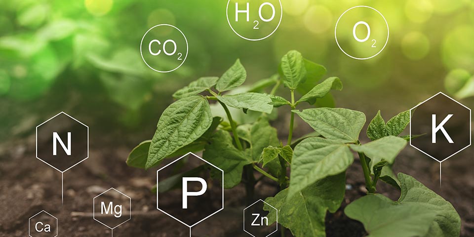 Improving phosphorus use efficiency in agriculture