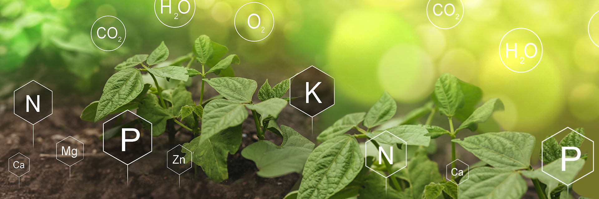 Mieux utiliser le phosphore en agriculture