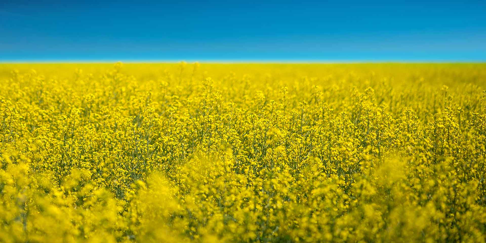 Canola