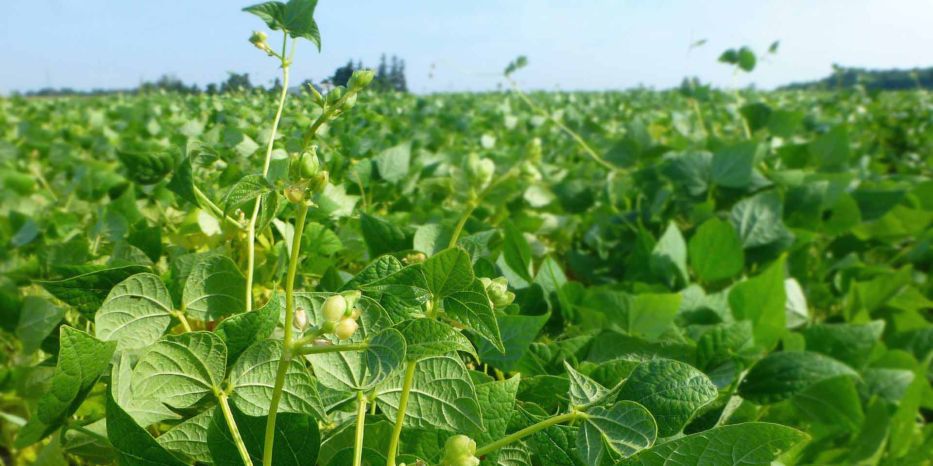 Dry bean inoculants AGTIV