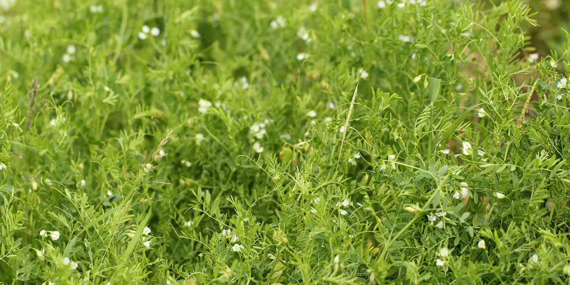 Lentil