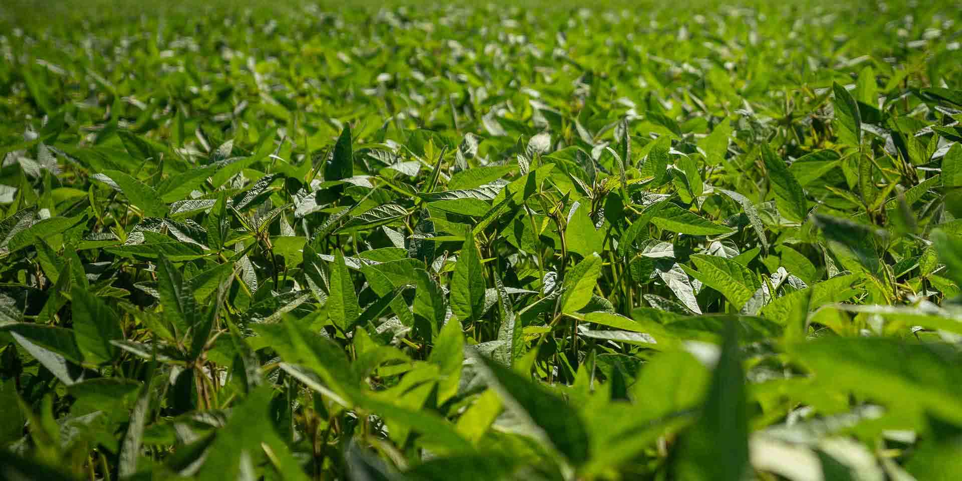 Soya