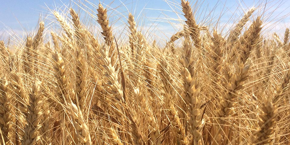 Céréales